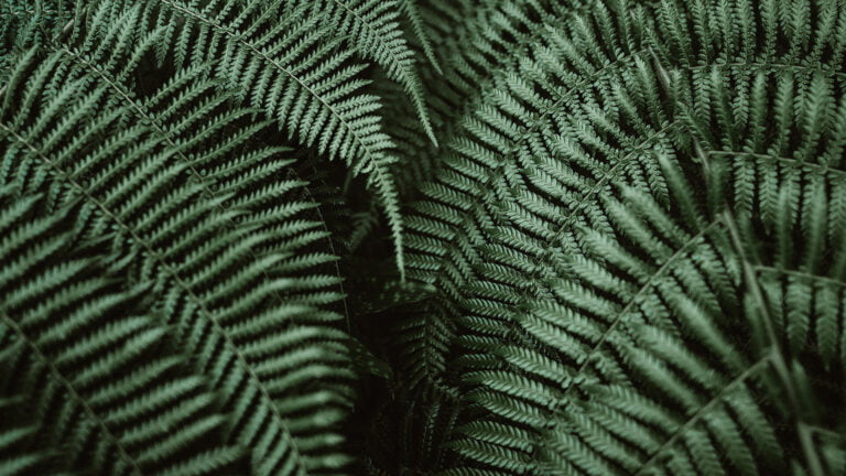 image test
